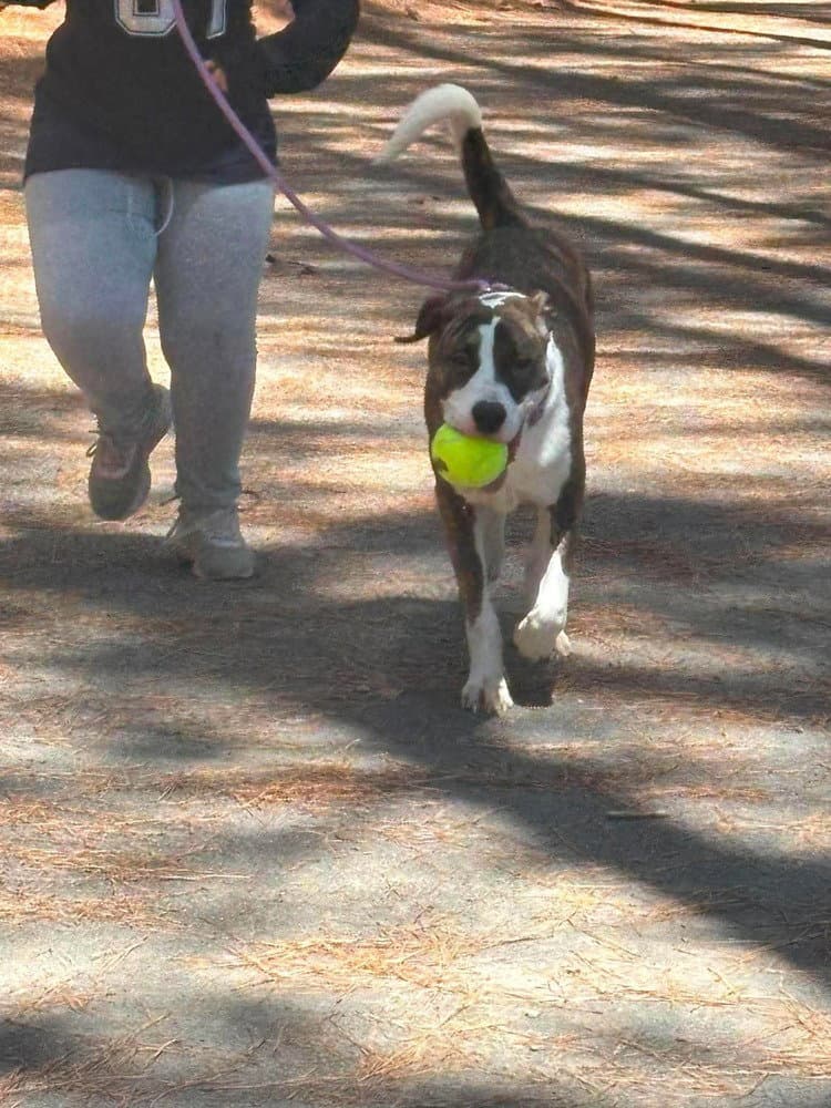 Reggie - Boxer