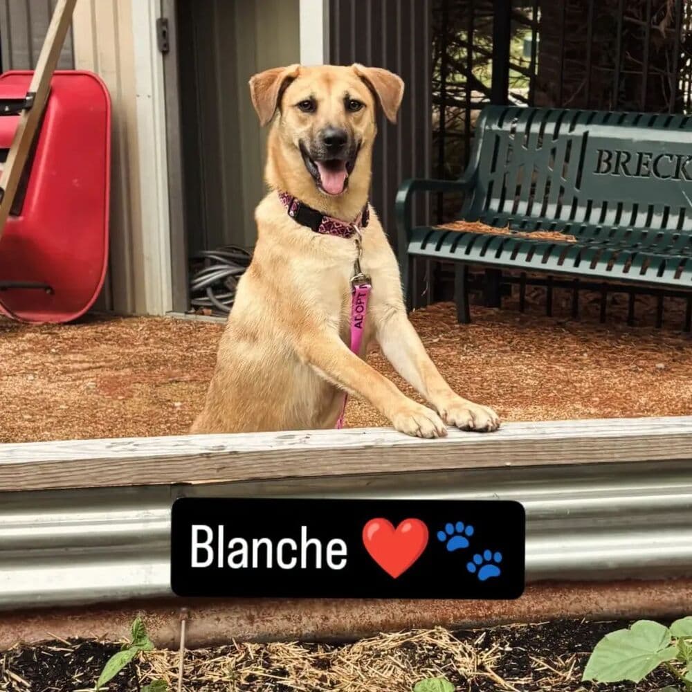 Blanche - Labrador Retriever