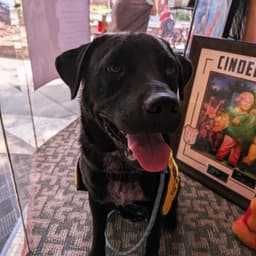 Louie image 1