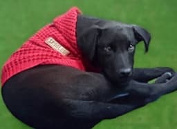 Louie image 3