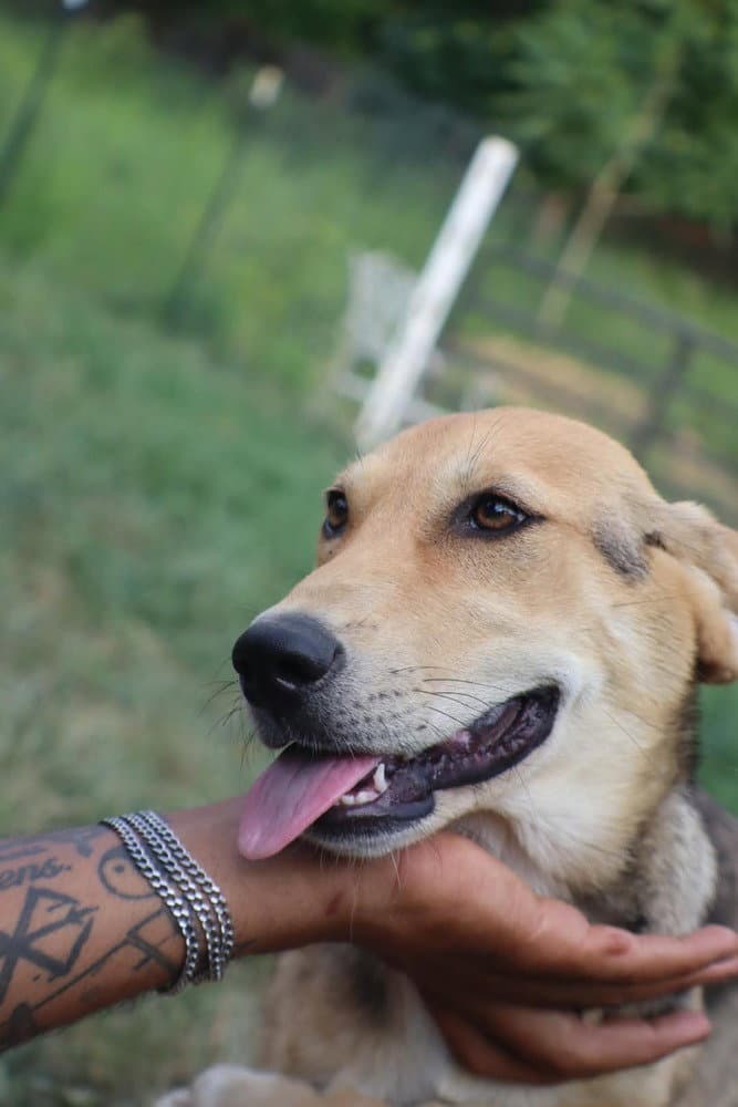 Diva - Labrador Retriever