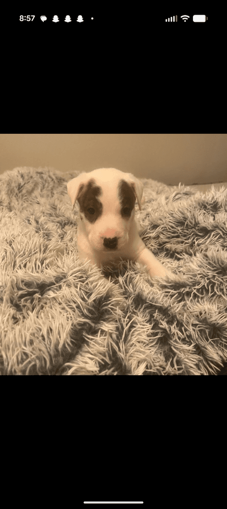 Clover - Hound
