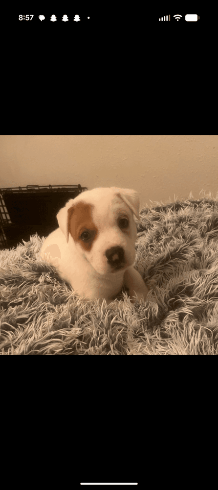 Marigold - Hound