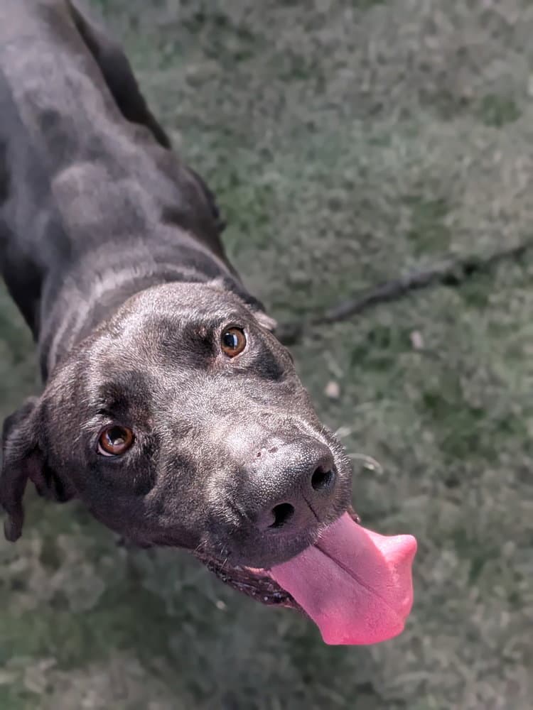 Fletcher - Labrador Retriever