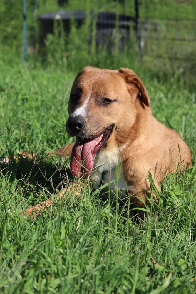 Brownie - Pit Bull Terrier