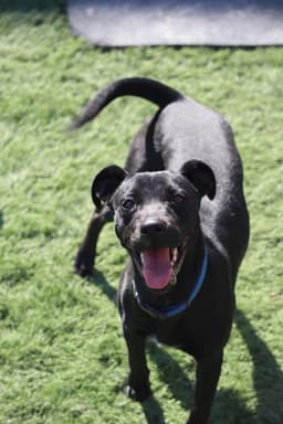 Maisie image 1