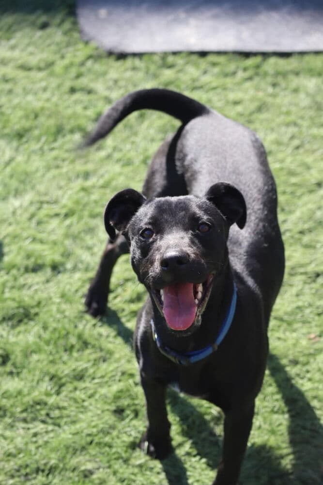 Maisie - Labrador Retriever