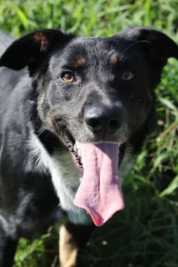 Bandit image 1