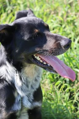 Bandit image 2