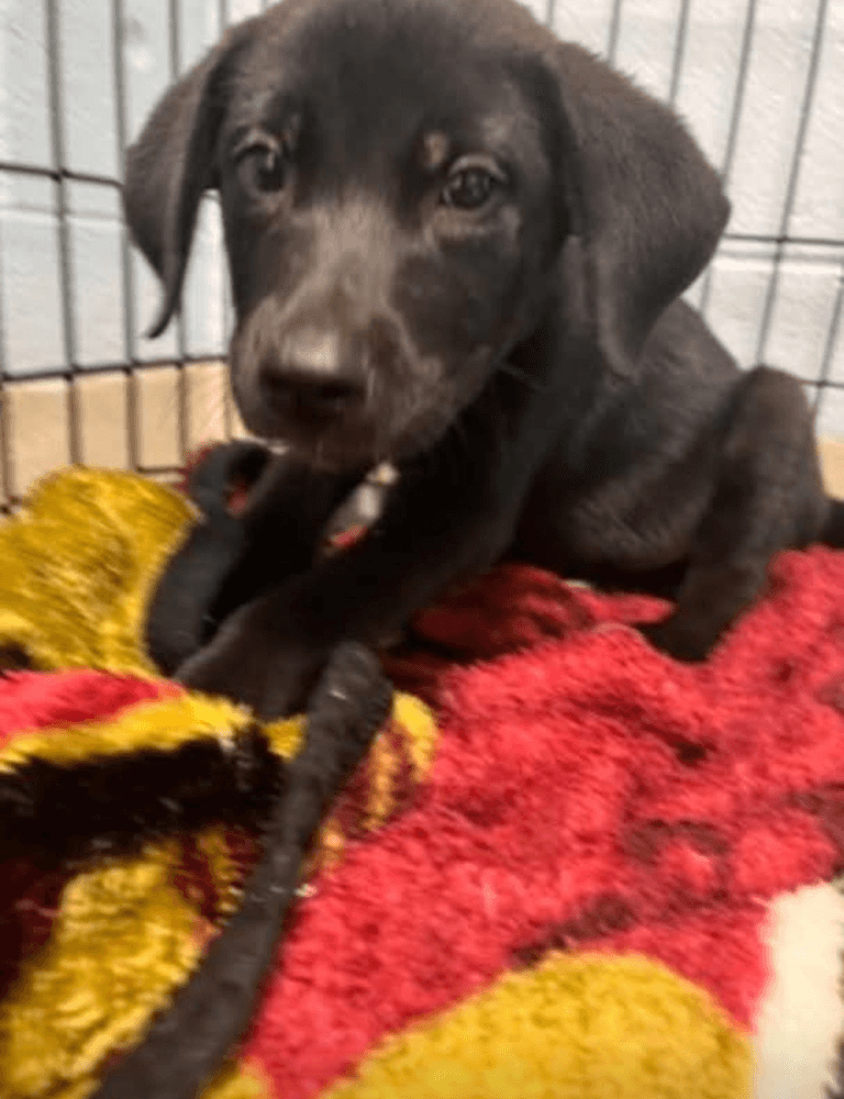 Flo - Labrador Retriever