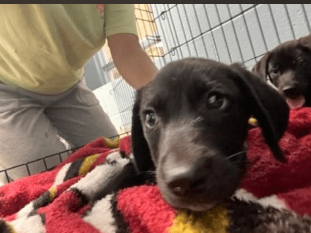 Jones - Labrador Retriever