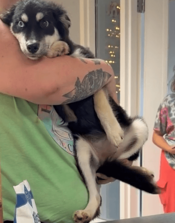 Nikki - Siberian Husky