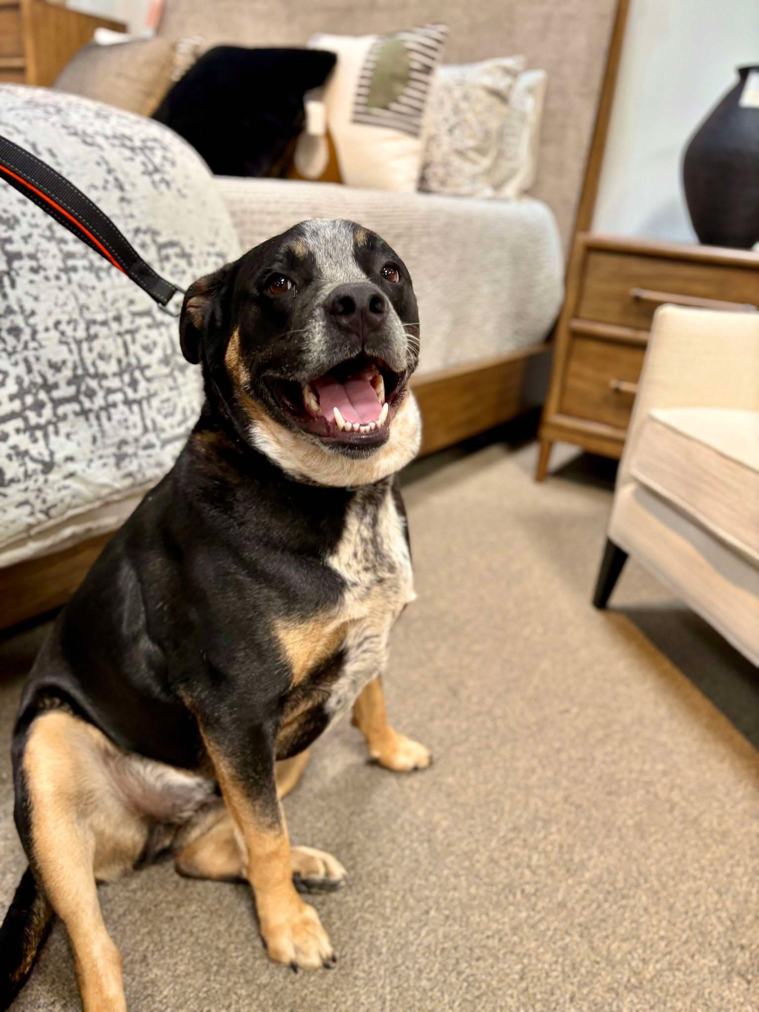 Cisco - Queensland Heeler