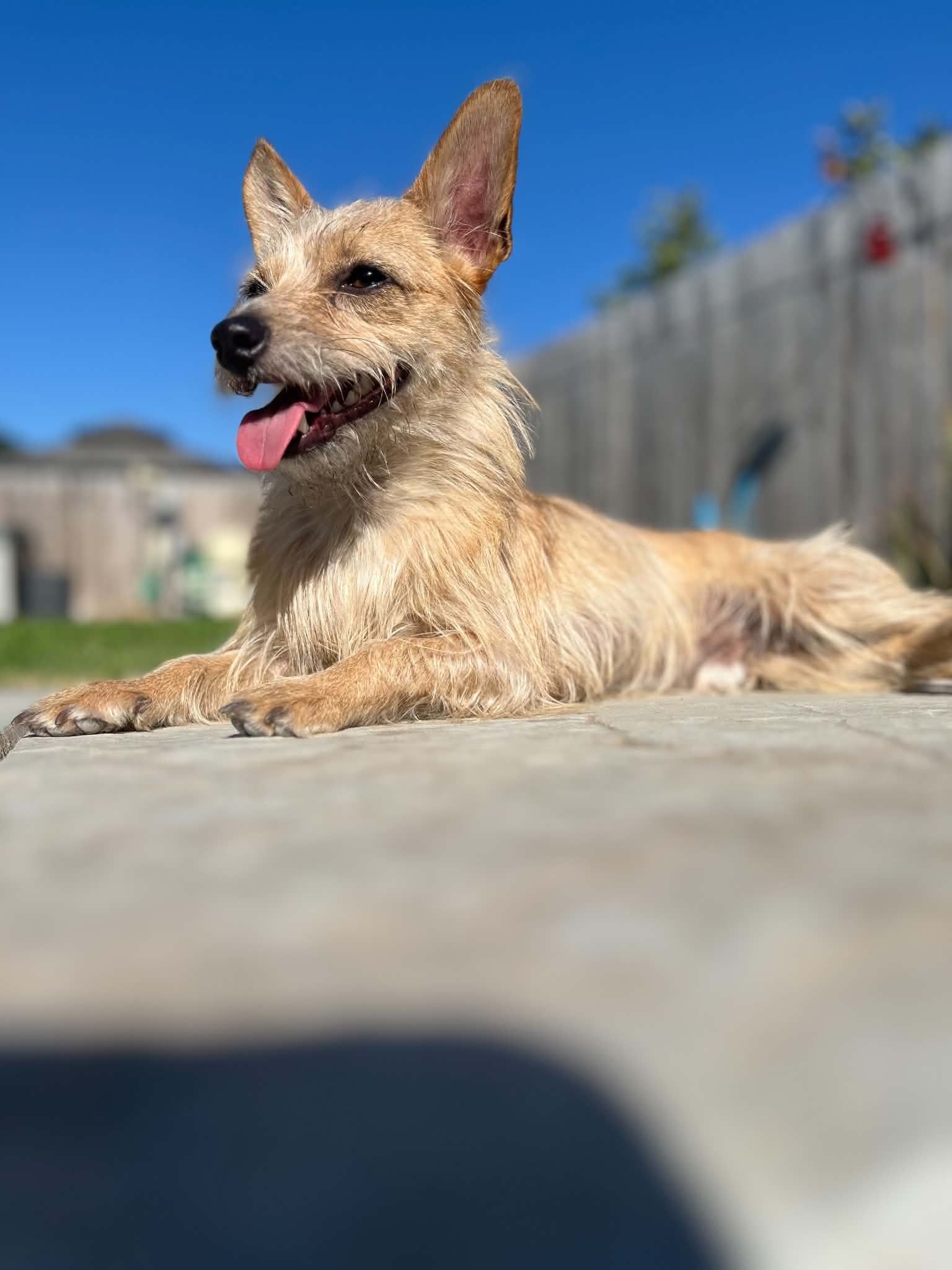 Bebe - Chihuahua
