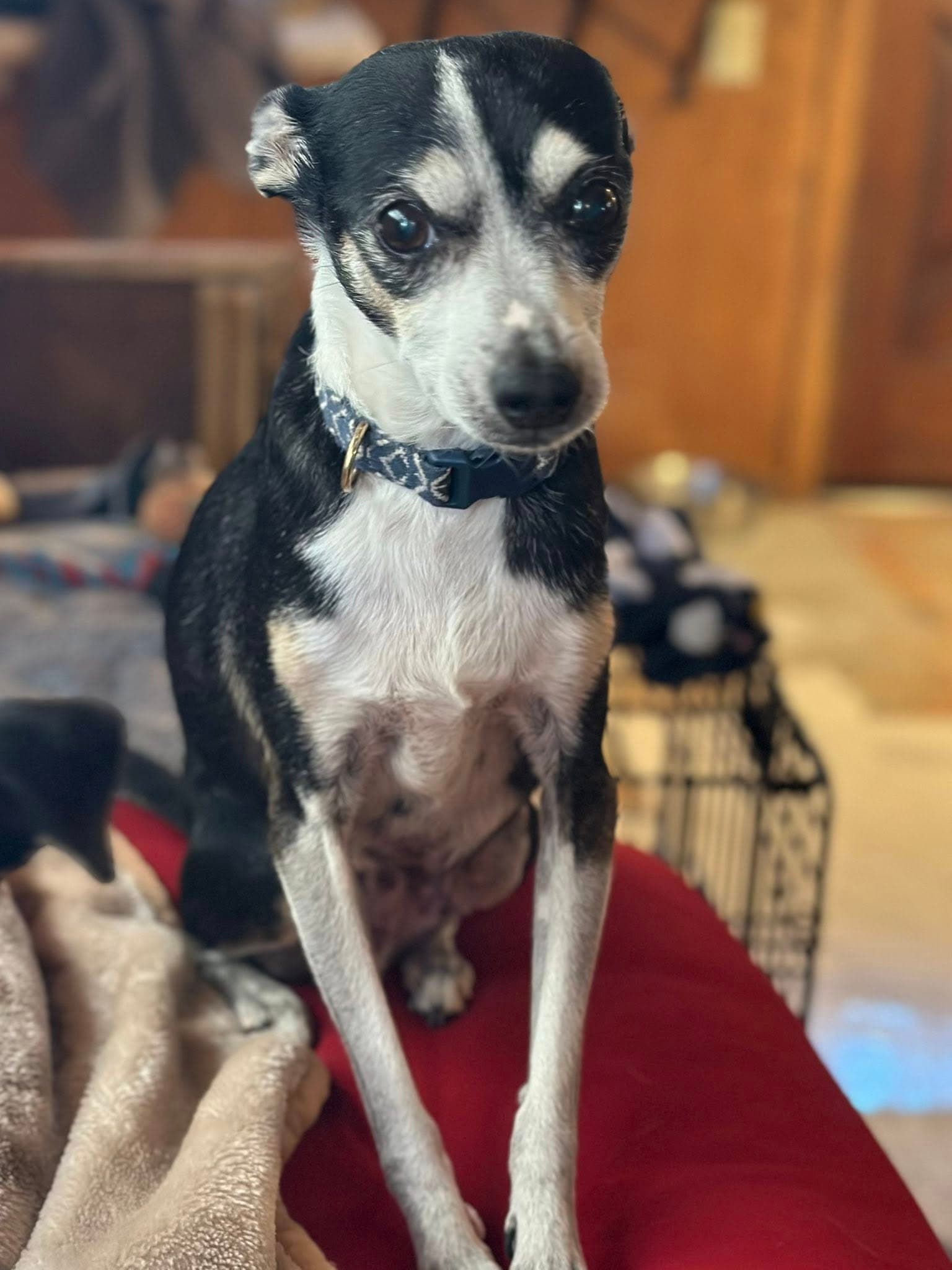 Odie - Chihuahua