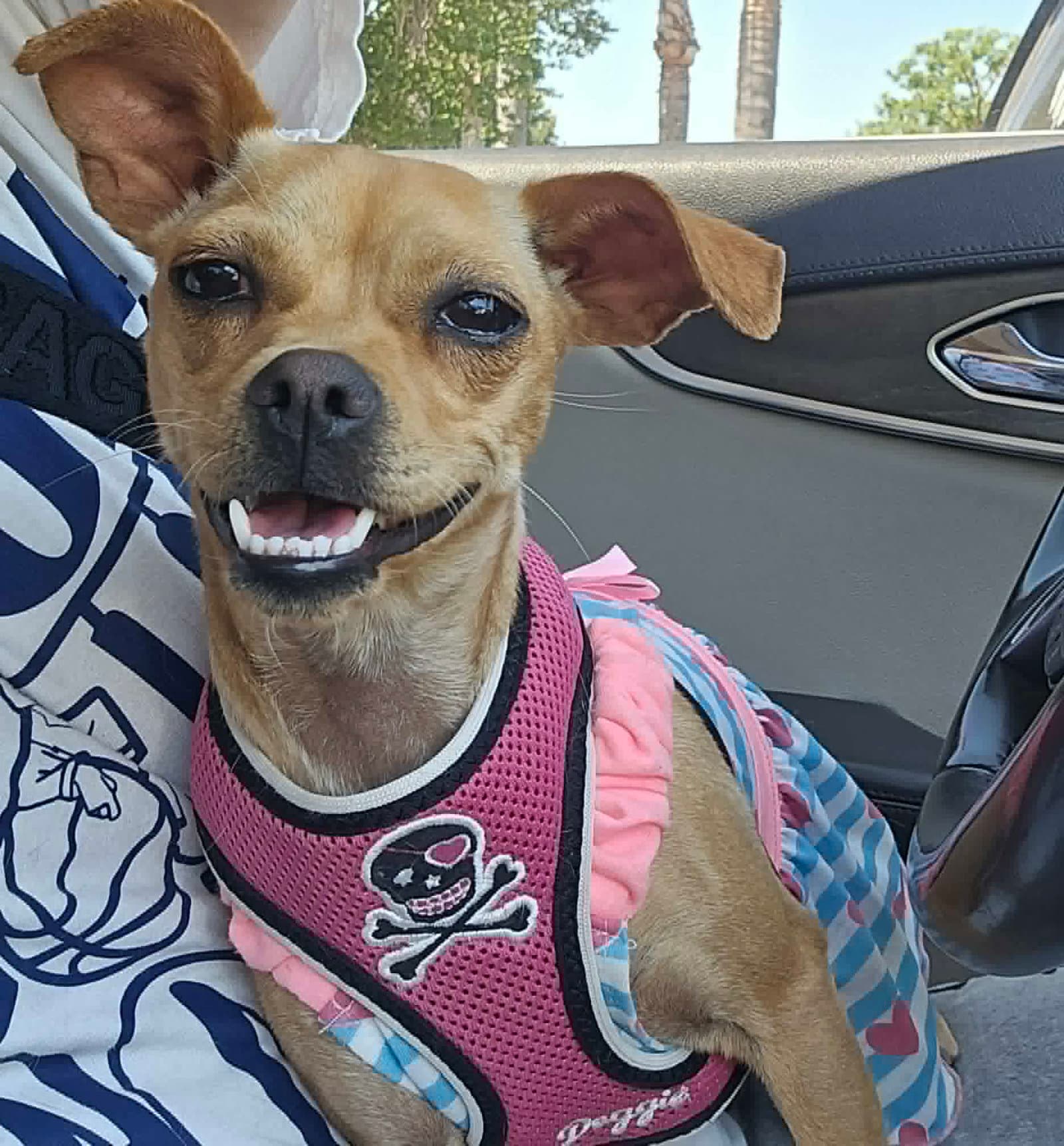 Star - Chihuahua