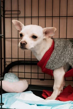 Benny image 1