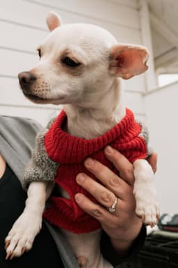 Benny image 3