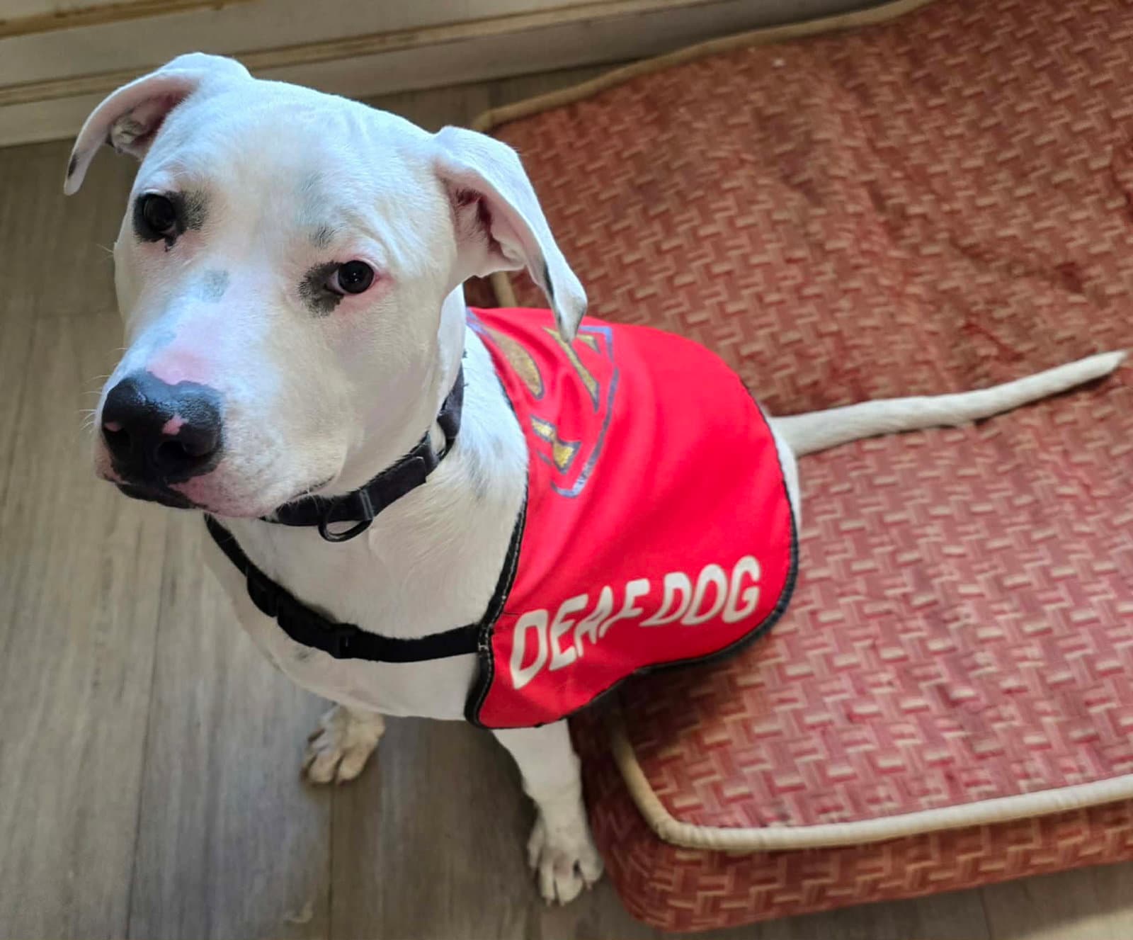 Echo - Pit Bull Terrier