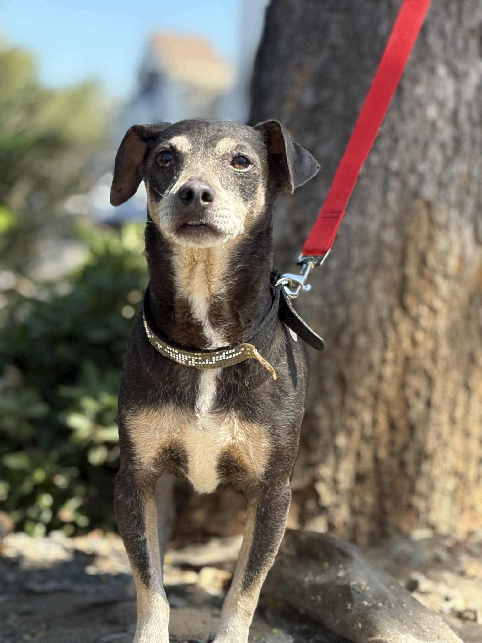 Huey - Chihuahua