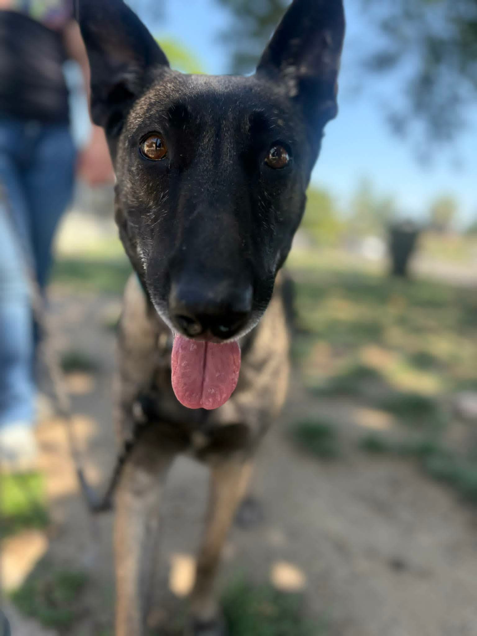 Misty - Belgian Shepherd Malinois