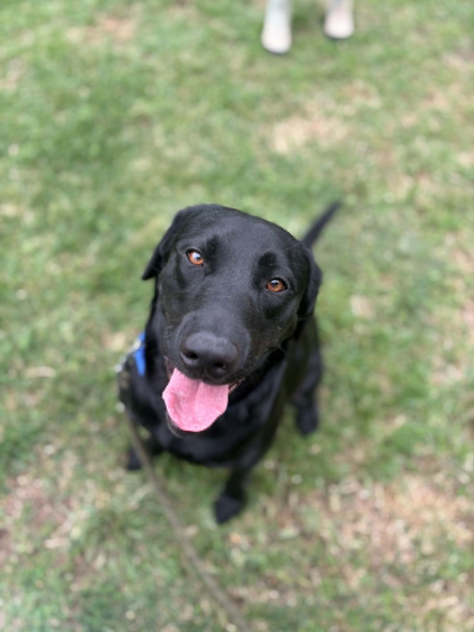 Chance - Black Labrador Retriever
