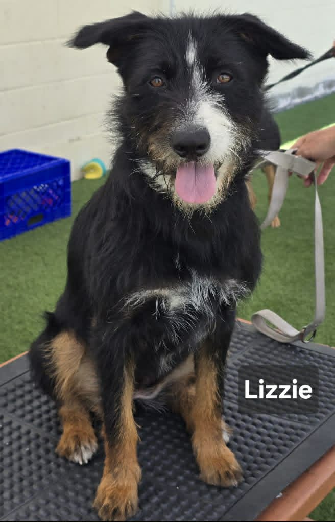 Lizzie - Schnauzer