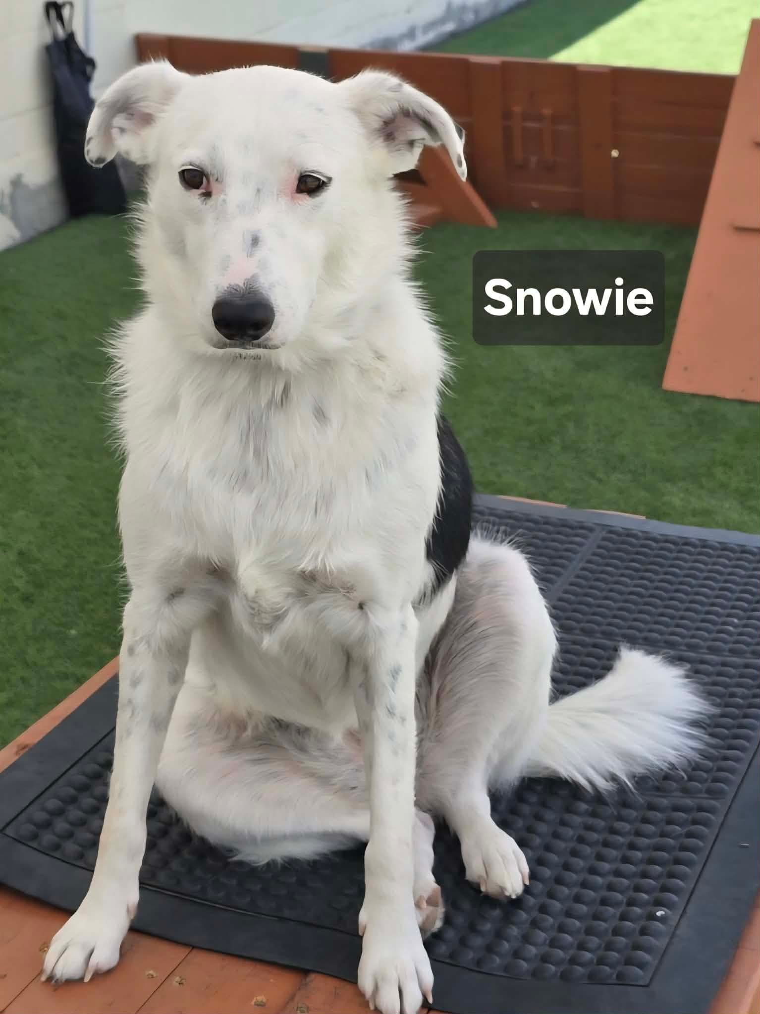 Snowie - Border Collie