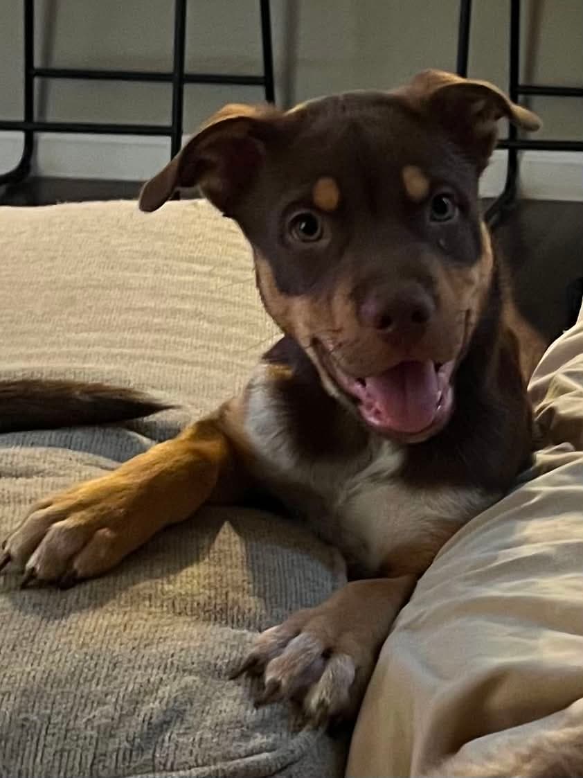 Mako - Australian Kelpie
