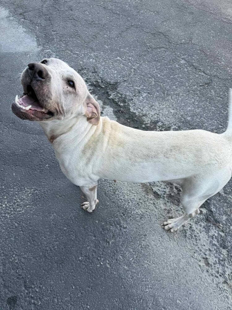 Dee Dee - American Pit Bull Terrier