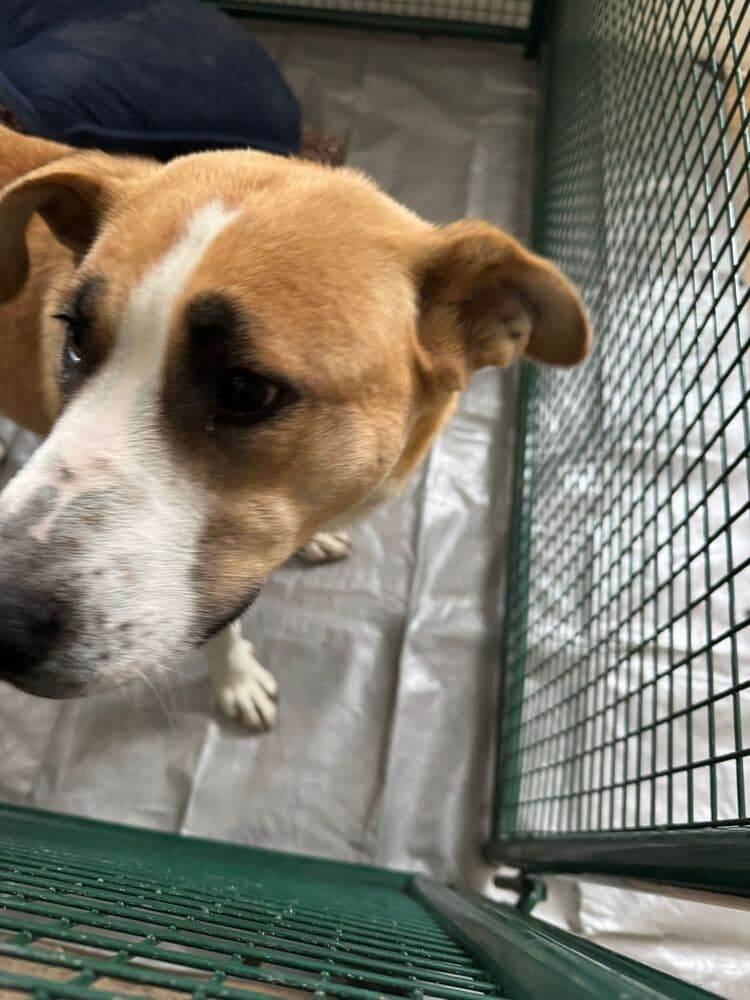 Baby Girl - Black Mouth Cur