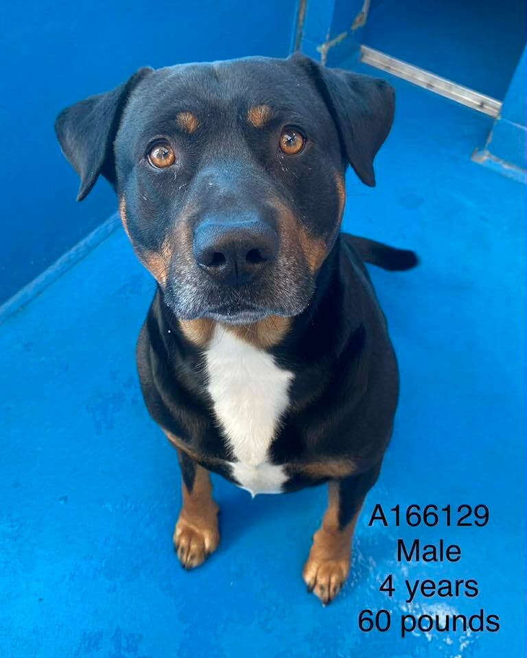 Chester - Rottweiler