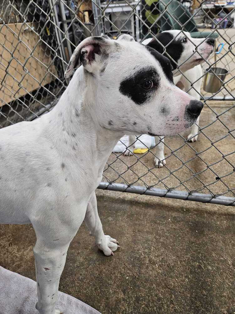 Tabitha - Pit Bull Terrier