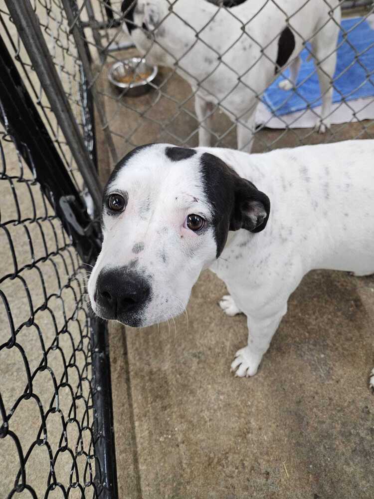 Tellulah - Pit Bull Terrier