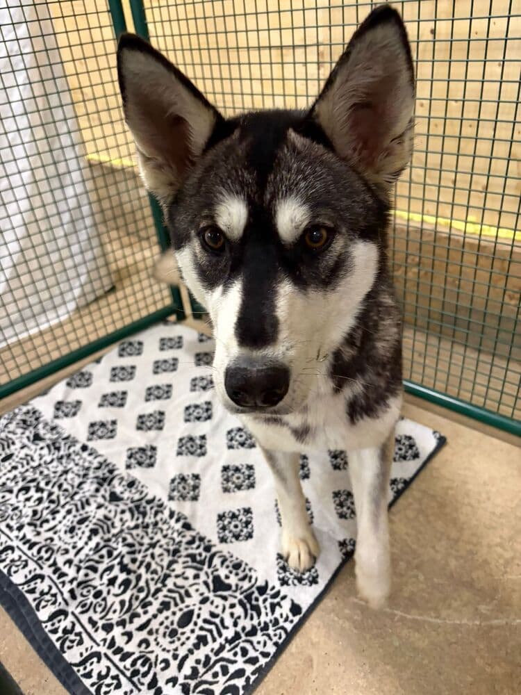 Prairie Wolf - Husky