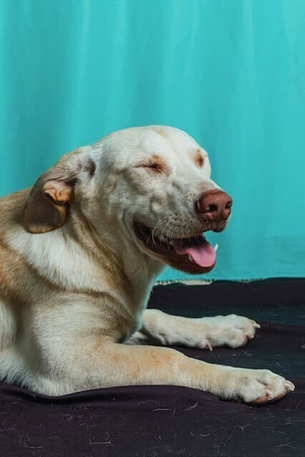 Churro - Retriever