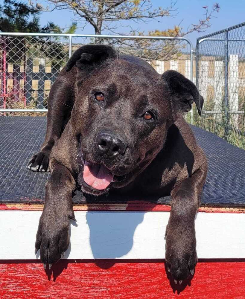 Booka - Cane Corso Mastiff