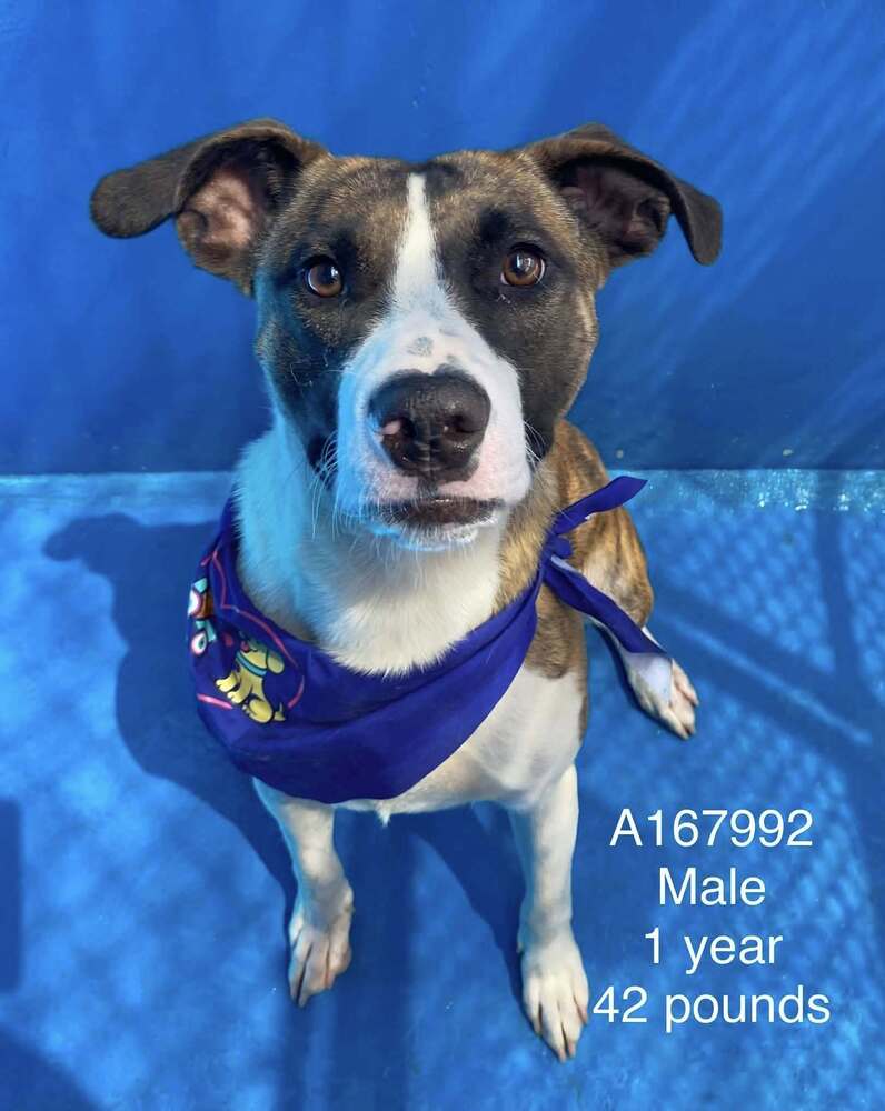 Waldorf - Bull Terrier