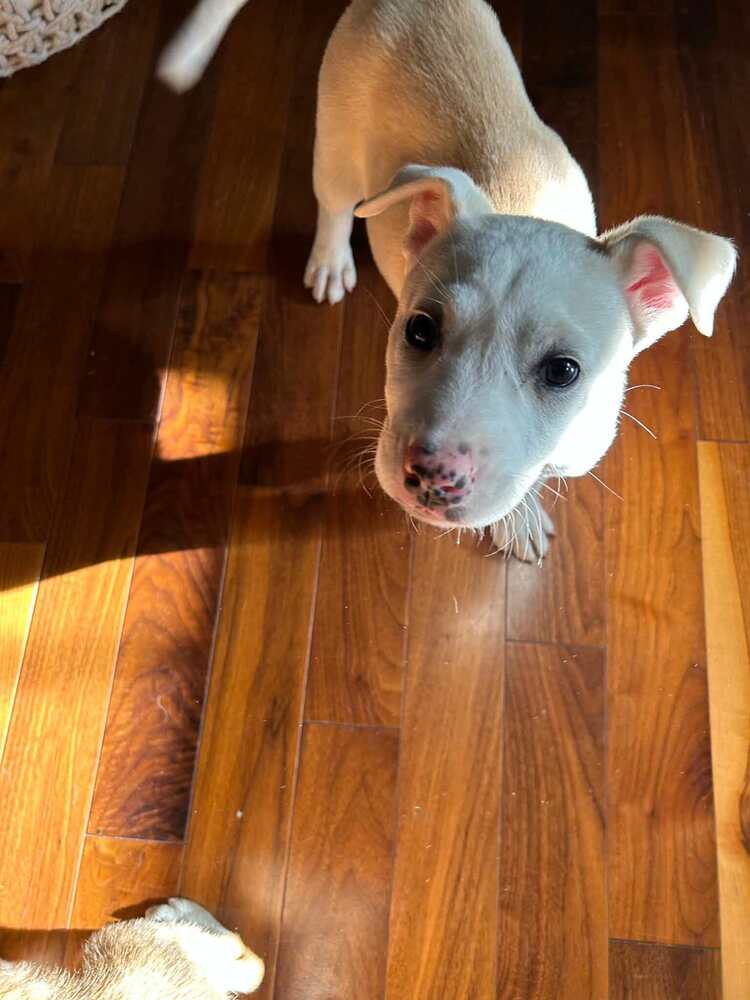 Meadow - Pit Bull Terrier