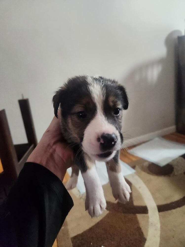 Sp - Shepherd