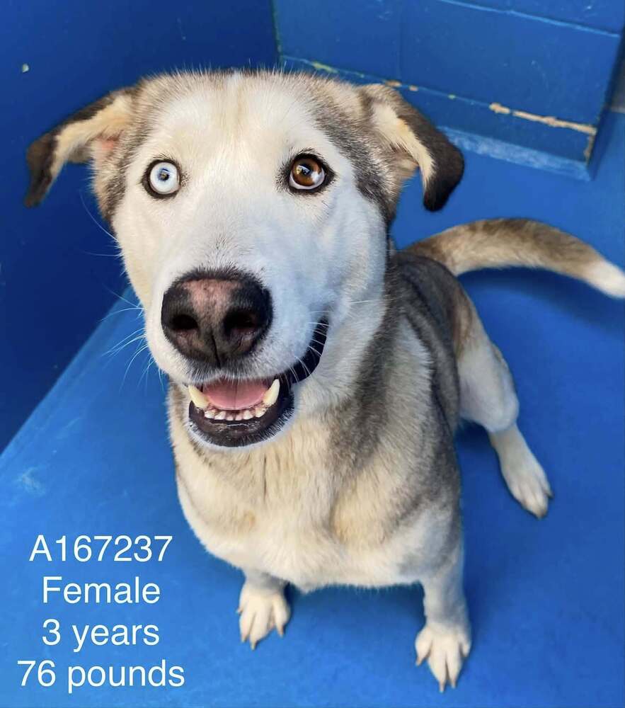 Hollandaise - Anatolian Shepherd