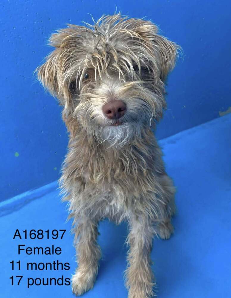 Aioli - Terrier