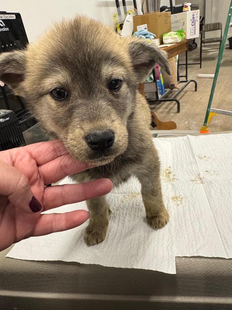 Brush Wolf - Husky