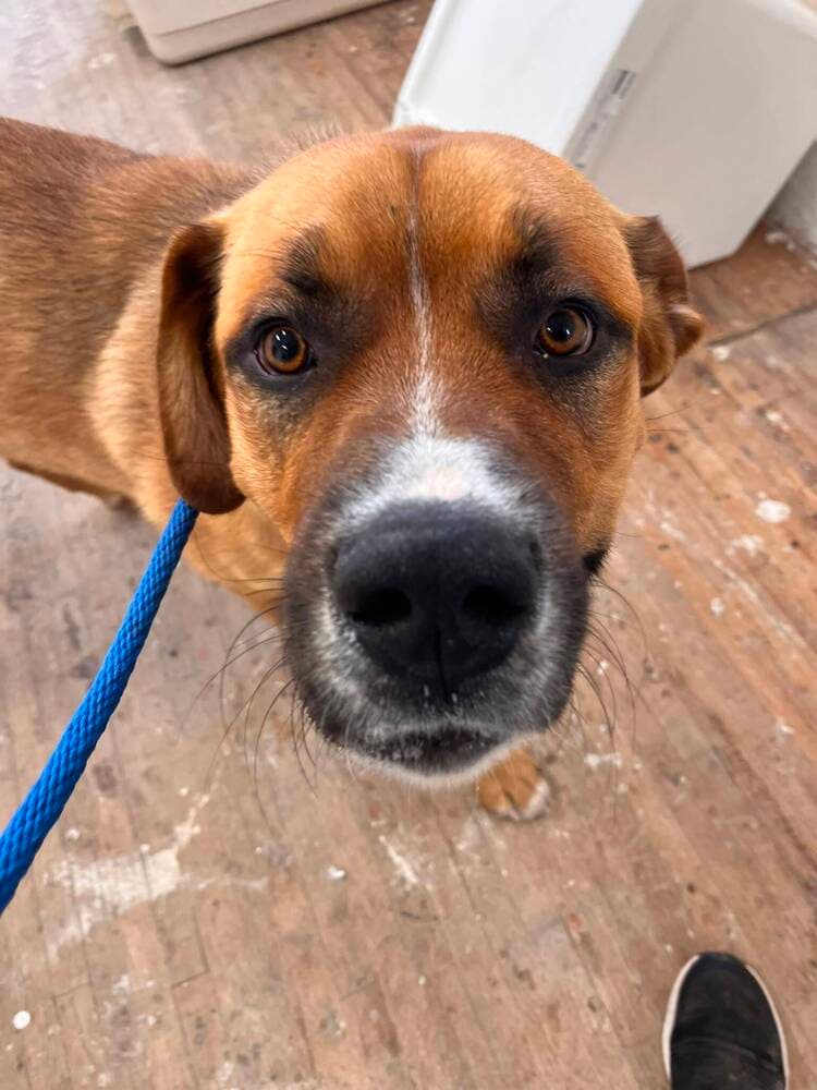 Jace - Mastiff