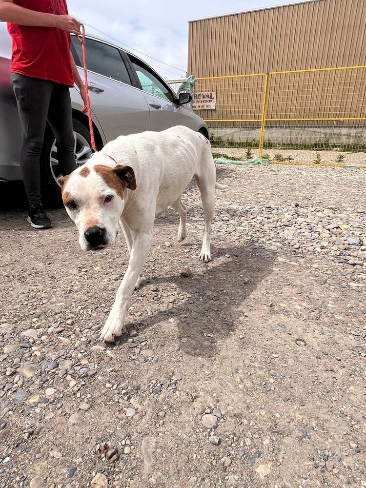 Whisper - Pit Bull Terrier