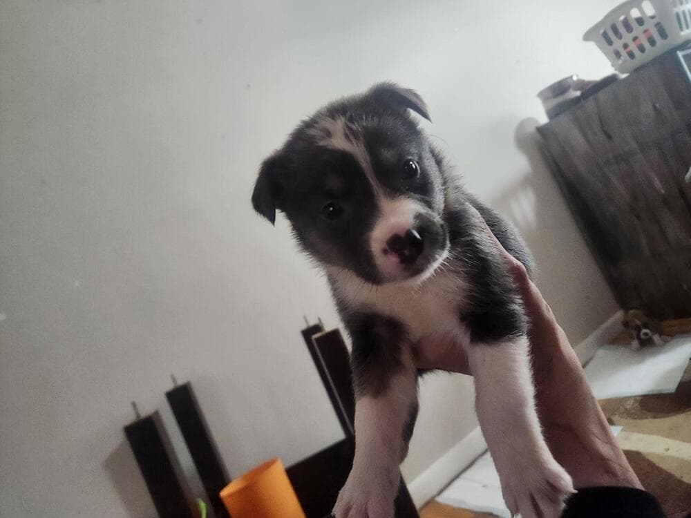 Dc - Shepherd