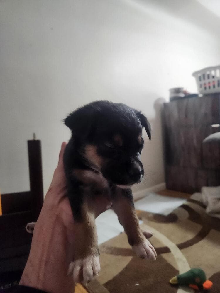 Buca - Shepherd