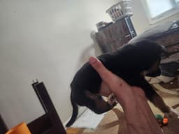 Buca image 2