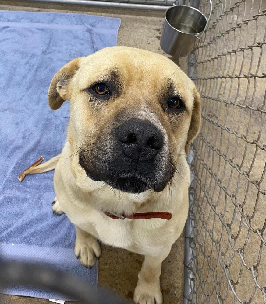Butter - Mastiff