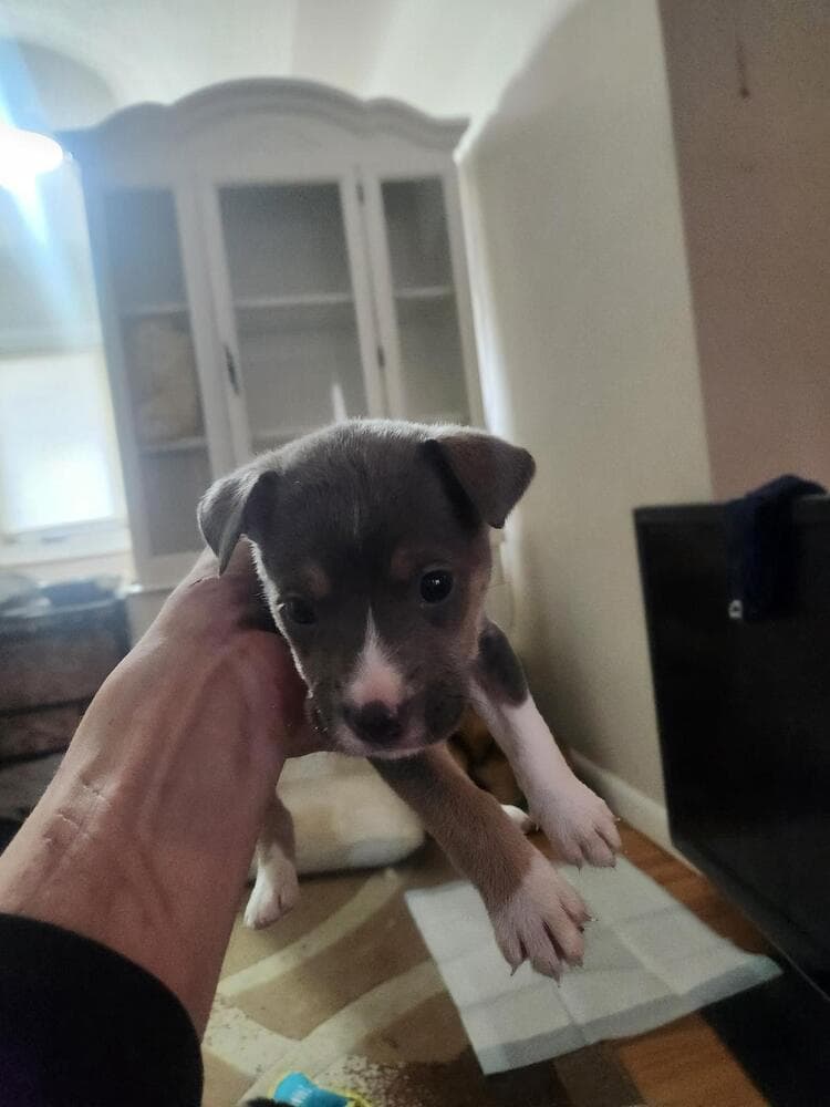 Tater Tot - Shepherd